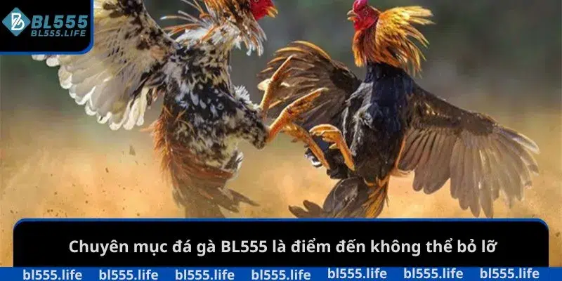Chuyên mục đá gà BL555 là điểm đến không thể bỏ lỡ
