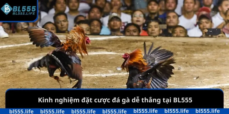 Kinh nghiệm đặt cược đá gà dễ thắng tại BL555